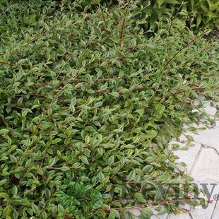 Skalník salicifolius Parkteppich, 20/+cm, v črepníku Cotoneaster salicifolius Parkteppich