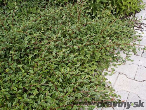 Skalník salicifolius Parkteppich, 20/+cm, v črepníku Cotoneaster salicifolius Parkteppich