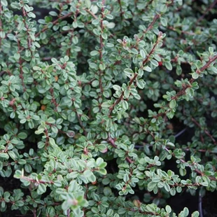 Skalník Schneider, 20/+cm, v črepníku Cotoneaster cochleatus Schneider