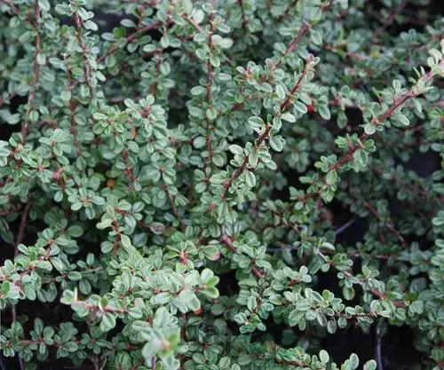 Skalník Schneider, 20/+cm, v črepníku Cotoneaster cochleatus Schneider