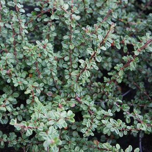Skalník Schneider, 20/+cm, v črepníku Cotoneaster cochleatus Schneider