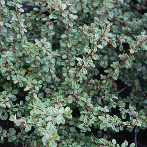 Skalník Schneider, 20/+cm, v črepníku Cotoneaster cochleatus Schneider