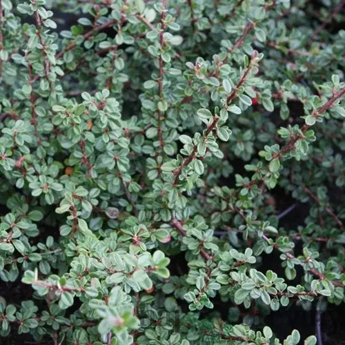 Skalník Schneider, 20/+cm, v črepníku Cotoneaster cochleatus Schneider