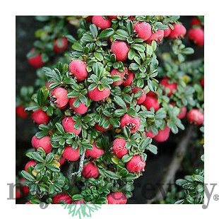 Skalník Streib’s Finding 12/15 cm, v črepníku Cotoneaster Streib’s Finding
