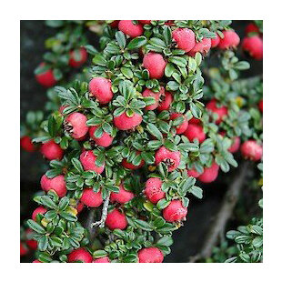 Skalník Streib’s Finding 12/15 cm, v črepníku Cotoneaster Streib’s Finding