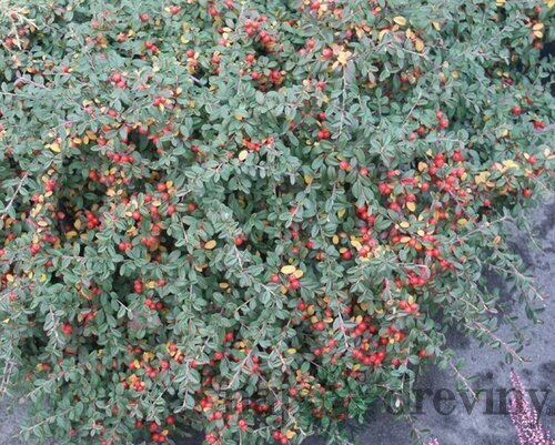Skalník Ursynów, 20/+cm, v črepníku Cotoneaster Ursynów