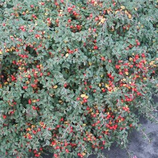 Skalník Ursynów, 20/+cm, v črepníku Cotoneaster Ursynów