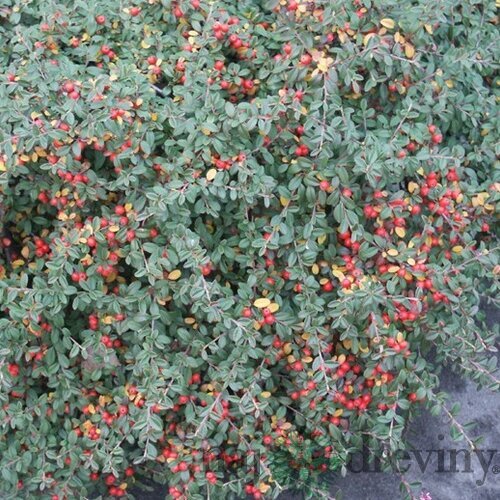 Skalník Ursynów, 20/+cm, v črepníku Cotoneaster Ursynów