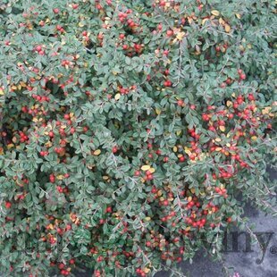 Skalník Ursynów, 20/+cm, v črepníku Cotoneaster Ursynów