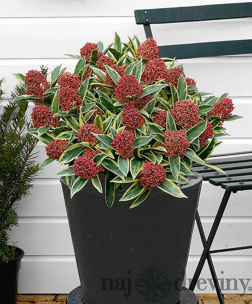 Skimia japonská Rubella 20/40 cm, v črepníku Skimmia japonica Rubella