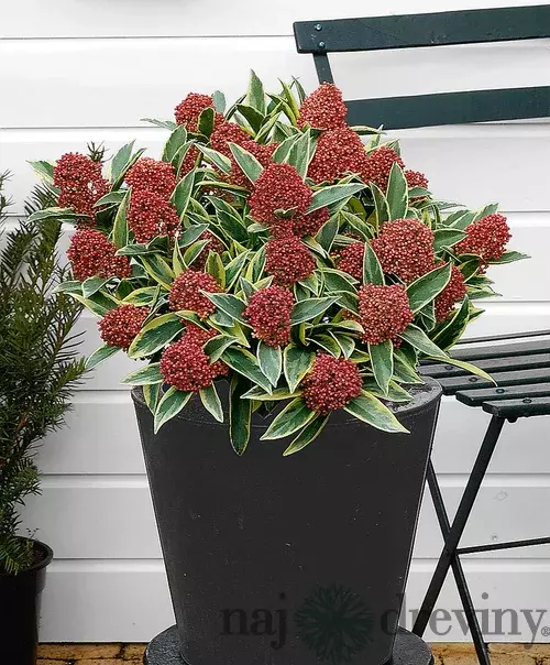 Skimia japonská Rubella 20/40 cm, v črepníku Skimmia japonica Rubella