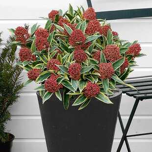 Skimia japonská Rubella 20/40 cm, v črepníku Skimmia japonica Rubella