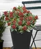 Skimia japonská Rubella 20/40 cm, v črepníku Skimmia japonica Rubella