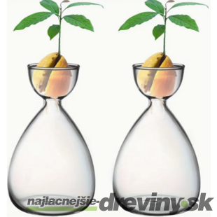 Sklenená nádoba na klíčenie avokádových semien