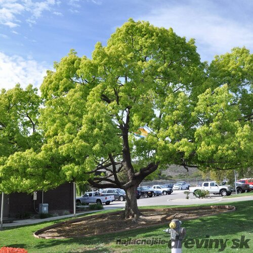 Škoricovník gáfrový (liečivá bylinka), výška 150/175 cm, v črepníku 30l Cinnamomum