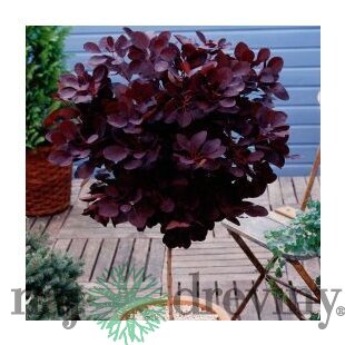 Škumpa vlasatá Grace na kmienku 80 cm, obvod 6/8 v črepniku 7.5 l Cotinus coggygria Grace