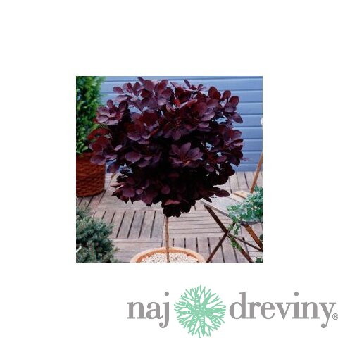 Škumpa vlasatá Grace na kmienku 80 cm, obvod 6/8 v črepniku 7.5 l Cotinus coggygria Grace