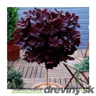 Škumpa vlasatá Grace na kmienku 80 cm, obvod 6/8 v črepniku 7.5 l Cotinus coggygria Grace