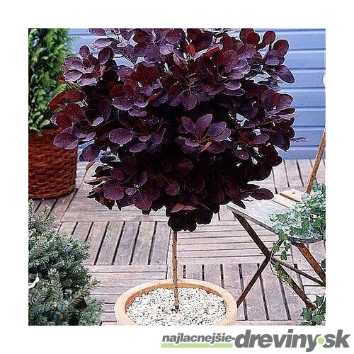 Škumpa vlasatá, na kmienku 100/120 cm, celková výška 160/180 cm, v črepníku Cotinus Coggygria Royal Purple
