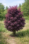Škumpa vlasatá Royal Purple 180/220 cm, v črepníku 25l Cotinus coggyria ‘Royal Purple‘