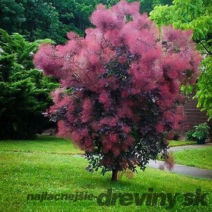 Škumpa vlasatá Royal Purple 30/40 cm, v črepníku 2/3l Cotinus Coggygria Royal Purple