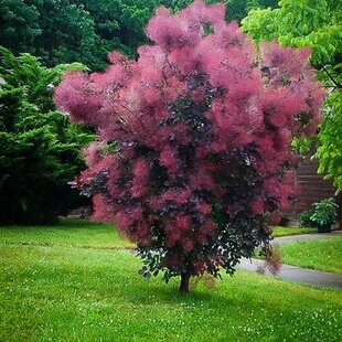 Škumpa vlasatá Royal Purple 30/40 cm, v črepníku 2/3l Cotinus Coggygria Royal Purple