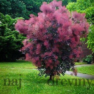 Škumpa vlasatá Royal Purple 30/40 cm, v črepníku 2/3l Cotinus Coggygria Royal Purple