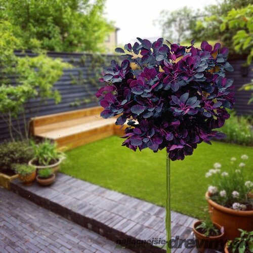 Škumpa vlasatá Royal purple na kmienku 60/80 cm, celková výška 110/130 cm, v črepníku Cotinus Coggygria Royal Purple
