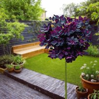 Škumpa vlasatá Royal purple na kmienku 60/80 cm, celková výška 110/130 cm, v črepníku Cotinus Coggygria Royal Purple