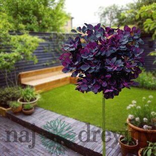 Škumpa vlasatá Royal purple na kmienku 60/80 cm, celková výška 110/130 cm, v črepníku Cotinus Coggygria Royal Purple
