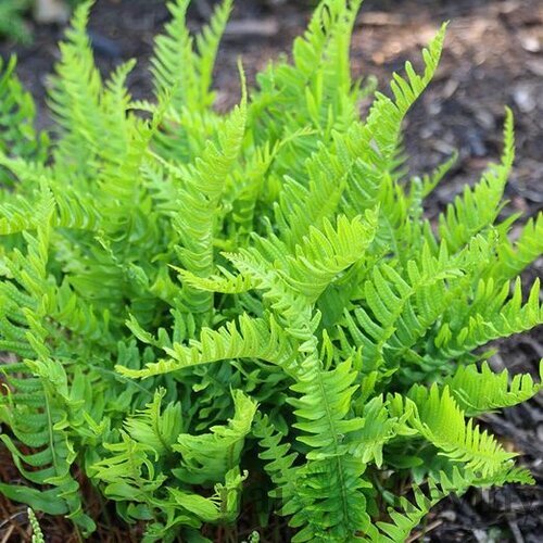 Sladič obyčajný, výška 15/25cm, v črepníku Polypodium vulgare