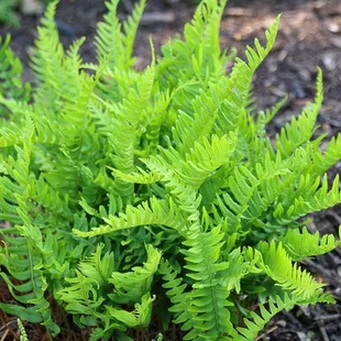 Sladič obyčajný, výška 15/25cm, v črepníku Polypodium vulgare