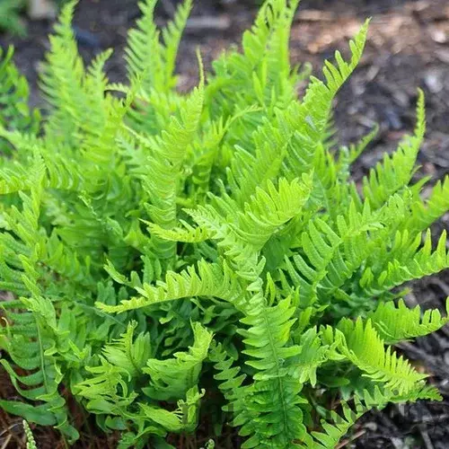 Sladič obyčajný, výška 15/25cm, v črepníku Polypodium vulgare