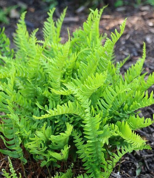 Sladič obyčajný, výška 15/25cm, v črepníku Polypodium vulgare
