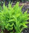 Sladič obyčajný, výška 15/25cm, v črepníku Polypodium vulgare