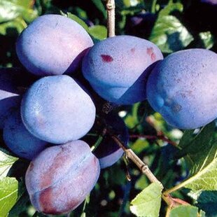 Slivka Blaufree poloskorá, už bohato rodiaca, 280/320 cm v črepníku, podpník slivka Wangenheimova Prunus domestica Blaufree 