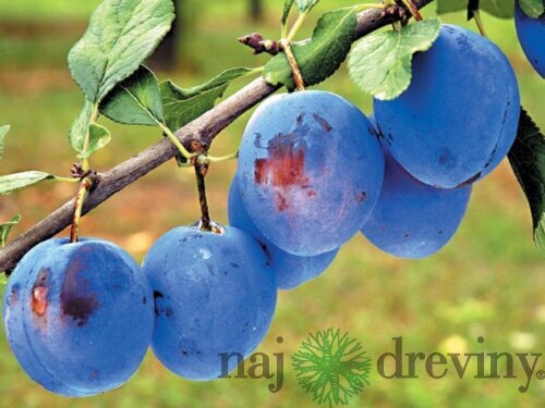 Slivka Čačanská Lepotica, voľnokorenná 1-ročná Prunus domestica Cacanska Lepotica