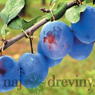 Slivka Čačanská Lepotica, voľnokorenná 1-ročná Prunus domestica Cacanska Lepotica