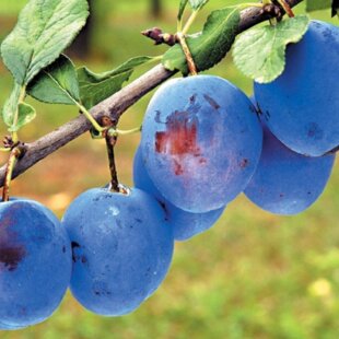 Slivka Čačanská Lepotica, voľnokorenná 1-ročná Prunus domestica Cacanska Lepotica