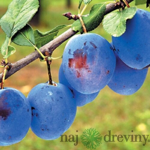 Slivka Čačanská Lepotica, voľnokorenná 1-ročná Prunus domestica Cacanska Lepotica