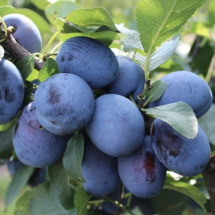 Slivka Čačanská Lepotica, výška 160/180 cm, podpník slivka Wangenheimova, v črepníku 5l Prunus domestica Cacanska Lepotica