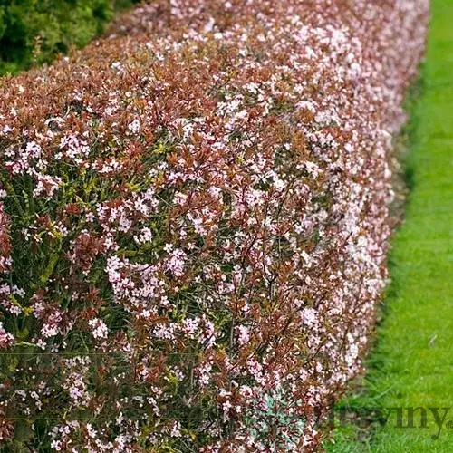 Slivka čerešňoplodá 80/100 cm, v črepníku Prunus cerasifera