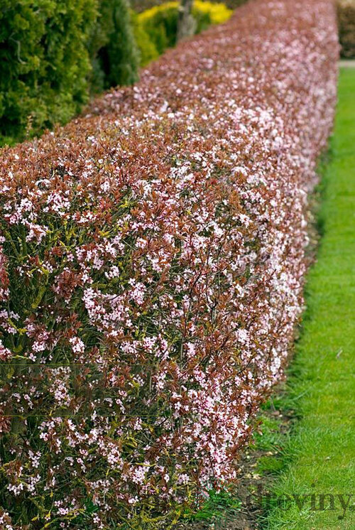 Slivka čerešňoplodá 80/100 cm, v črepníku Prunus cerasifera