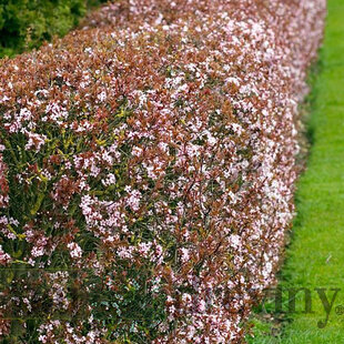 Slivka čerešňoplodá 80/100 cm, v črepníku Prunus cerasifera