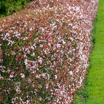 Slivka čerešňoplodá 80/100 cm, v črepníku Prunus cerasifera
