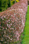 Slivka čerešňoplodá 80/100 cm, v črepníku Prunus cerasifera