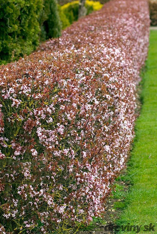 Slivka čerešňoplodá 80/100 cm, v črepníku Prunus cerasifera