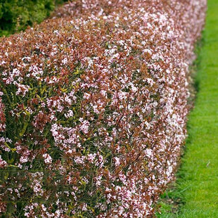 Slivka čerešňoplodá 80/100 cm, v črepníku Prunus cerasifera