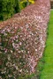 Slivka čerešňoplodá 80/100 cm, v črepníku Prunus cerasifera