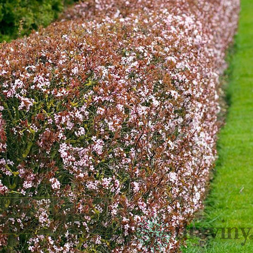 Slivka čerešňoplodá 80/100 cm, v črepníku Prunus cerasifera